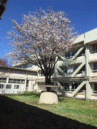 写真：校内の桜の木