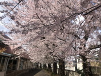 写真：満開の桜1
