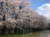 写真：満開の桜2