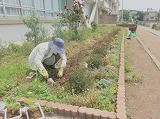 写真：花ボランティア　草取りと苗・種植えの様子1