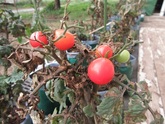 写真　技術科　栽培　ミニトマト