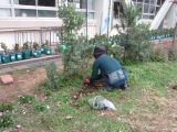 写真　花ボランティア　コスモスの移植作業