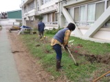 写真　花ボランティア　コスモスの移植作業