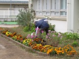 写真　花ボランティア　コスモスの移植作業