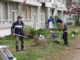 写真　花ボランティア　コスモスの移植作業