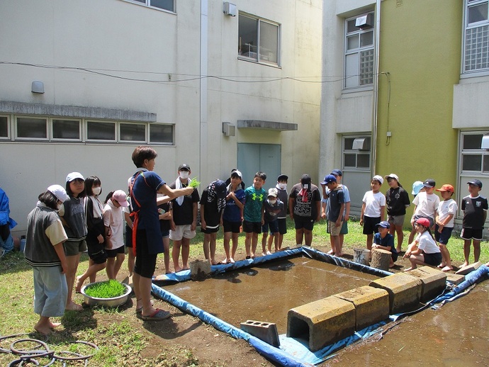 田植え2