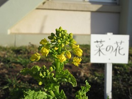 写真　菜の花
