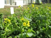 写真　菜の花　私立高校受験日