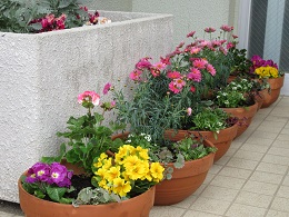 写真　花植え作業　花ボランティアのみなさん