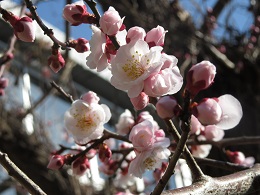 写真　杏子の花