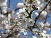 写真　桜の木