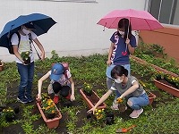 写真：マリーゴールドの植え付けの様子1