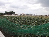写真　トウモロコシ畑
