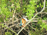 写真　野鳥　カワセミ