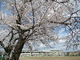写真　学校の桜