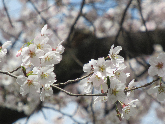 写真　学校の桜