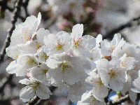 写真　桜