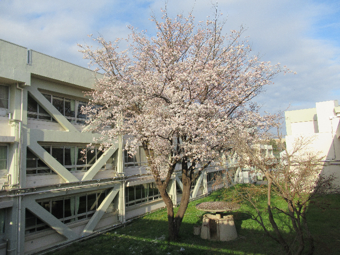 写真　中庭の桜