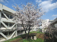 写真　桜
