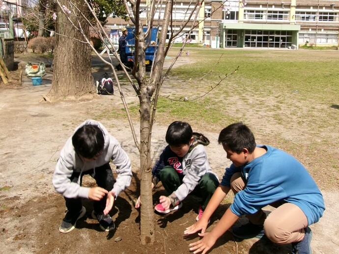 桜の植樹