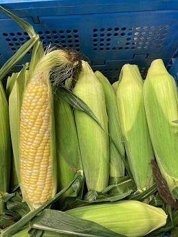 写真　給食