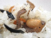 写真　給食