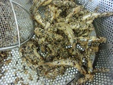 写真　給食