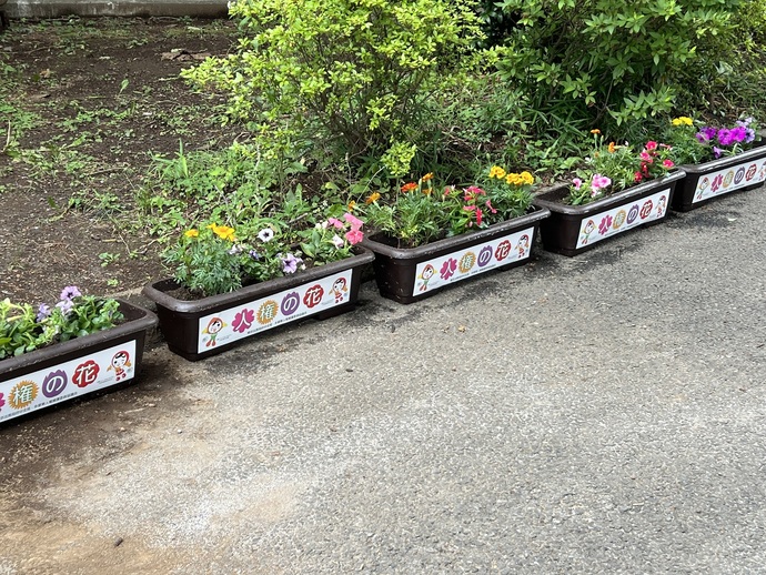 人権の花2
