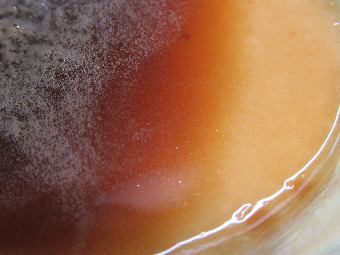 写真　給食