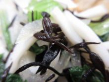 写真　給食