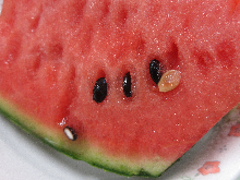 写真　給食