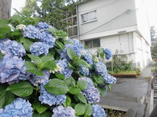 紫陽花