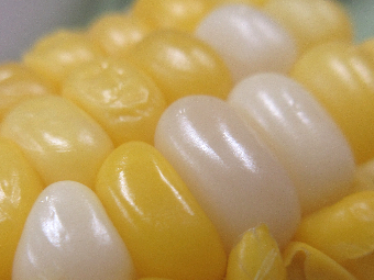 写真　給食