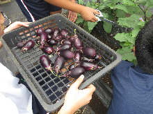 写真　給食