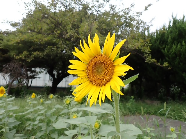 写真