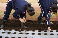 写真：農業体験5