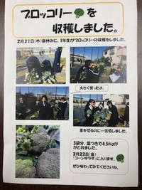 チラシ：2月21日（木曜日）昼休みに、1年生がブロッコリーを収穫しました。茎を切るのに一苦労しました。3袋分、葉つきで4.5㎏がとれました。2月22日（金曜日）「コーンサラダ」に入ります。ぜひ味わってみてくださいね。