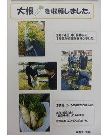 チラシ：大根を収穫しました。2月14日（木曜日）昼休みに、1年生が大根を収穫しました。3袋分、5.6㎏がとれました。2月15日（金曜日）「五目味噌汁」に入ります。ぜひ味わってみてくださいね。
