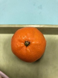 写真：みかん