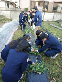 写真：生徒たちが学校農園でカブを収穫している様子1