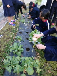 写真：生徒たちが学校農園でカブを収穫している様子2