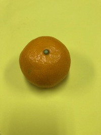 写真：みかん
