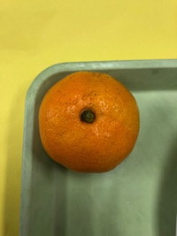 写真：みかん