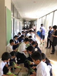 写真：とうもろこしの皮をむいている生徒たち
