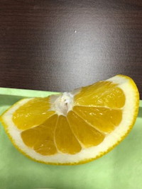 写真：美生柑