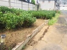 五中花壇