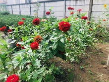 五中花壇