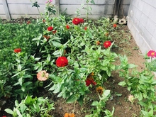 五中花壇