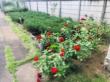 五中花壇