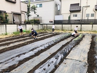 ひまわり農園